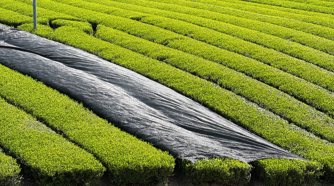 The Art of Matcha Shading: How Light Shapes Flavour | Maison Koko